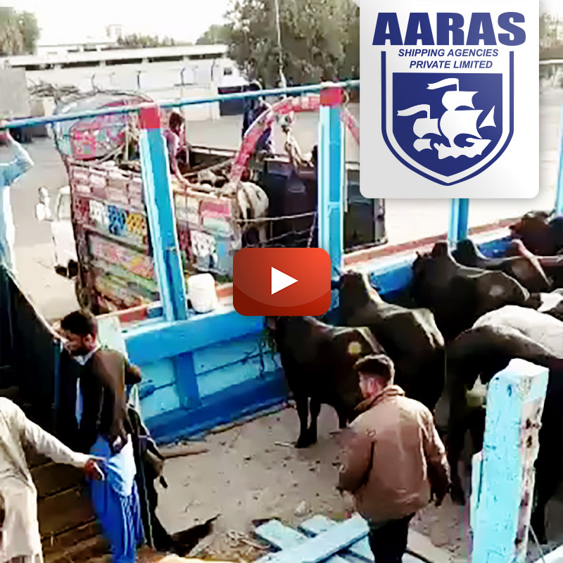 AARAS Transporting Livestock - 400 Cows for Dubai Port from Karachi Pakistan